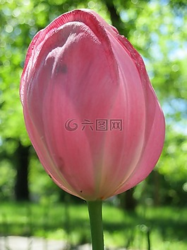 郁金香,粉紅色,花