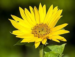 太陽花,花,開花