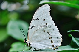 形態(tài),法甲,蝴蝶