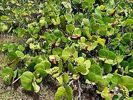 葡萄的植物,植物,coccoloba uvifera