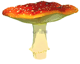 飛木耳,秋季,葉子