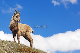 自然,戶外,哺乳動物
