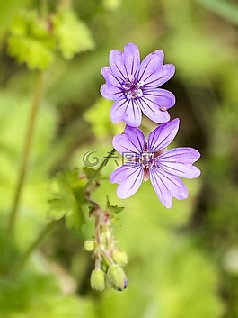 克内斯比尔,花,开花