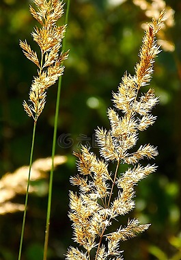 草,草地,綠色