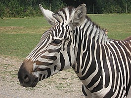 斑馬,動(dòng)物園,動(dòng)物