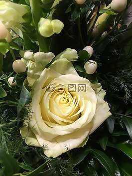 玫瑰,白,花