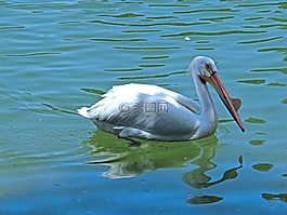 鵜鶘,游泳,水