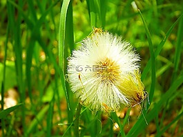 蒲公英,綠色,草