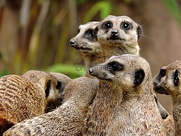 獴,猫鼬,suricata