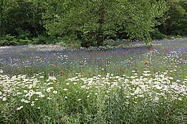 原野,鮮花,夏天