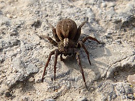 蜘蛛,arachne,捕食