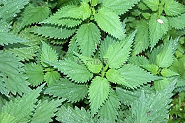 蕁麻,葉子,植物