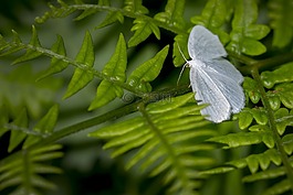 蝴蝶,性質(zhì),昆蟲