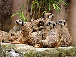 獴,猫鼬,suricata