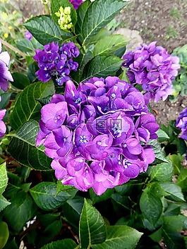 布什,開(kāi)花,紫