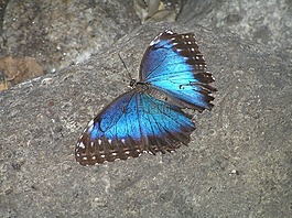 蝴蝶,蛾,藍(lán)色