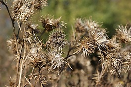 蓟,干燥花,植物