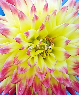 媽媽,花,紫色