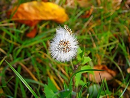 蒲公英,綠色,草