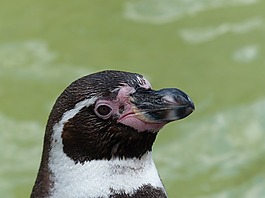 企鵝,動物園,水