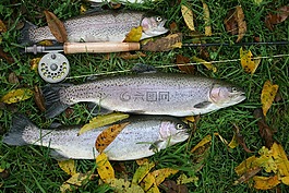 飛,釣魚,捕捉