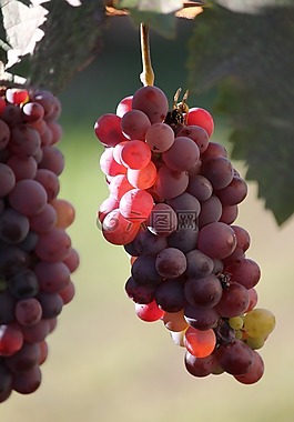 葡萄,年份,陽光