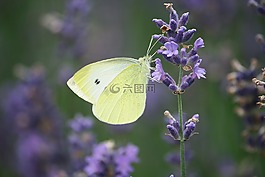 廠,薰衣草花,夏季