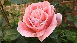 粉色,花,性質(zhì)