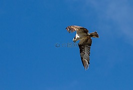 鳥,魚鷹,飛行
