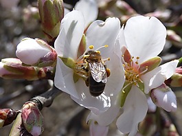 花,杏仁樹(shù),杏仁花