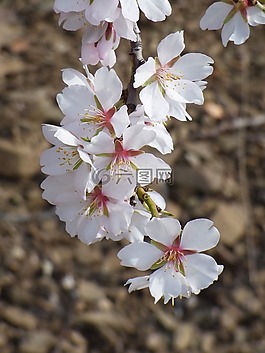 花,杏仁树,杏仁花