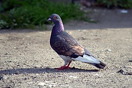 鴿子,鳥,鋼筆