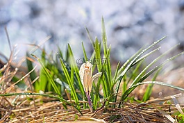 性質(zhì),草,植物