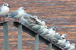海鷗,鳥,湖