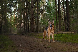 德國牧羊犬,狗,森林