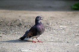 鴿子,鳥,鋼筆