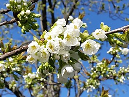 花,開花,春