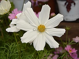 花,白,夏季花卉