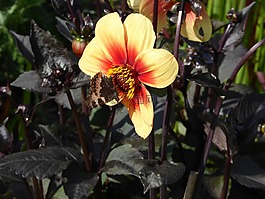 關(guān)閉,開花,黃色