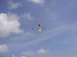 海鷗,鳥(niǎo),天空