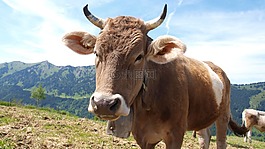 牛,牛肉,動(dòng)物