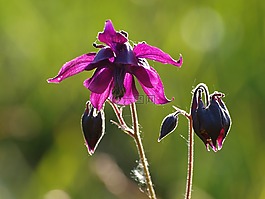 鴿的,花,開花