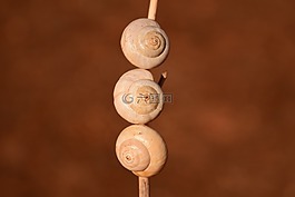蝸牛殼,布朗,性質