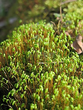 性質(zhì),植被,森林