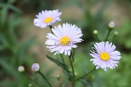 鲜花,大自然,蜀葵