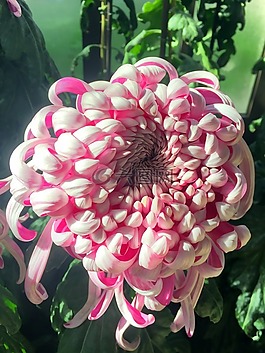 花,媽媽,粉紅色的花