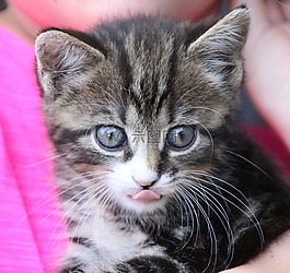 年轻的猫,舌,小猫