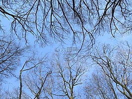 森林,性質(zhì),樹