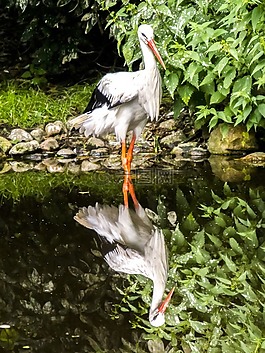 白鸛,鸛,鳥