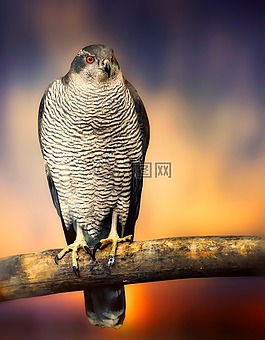 獵鷹,鷹,鳥